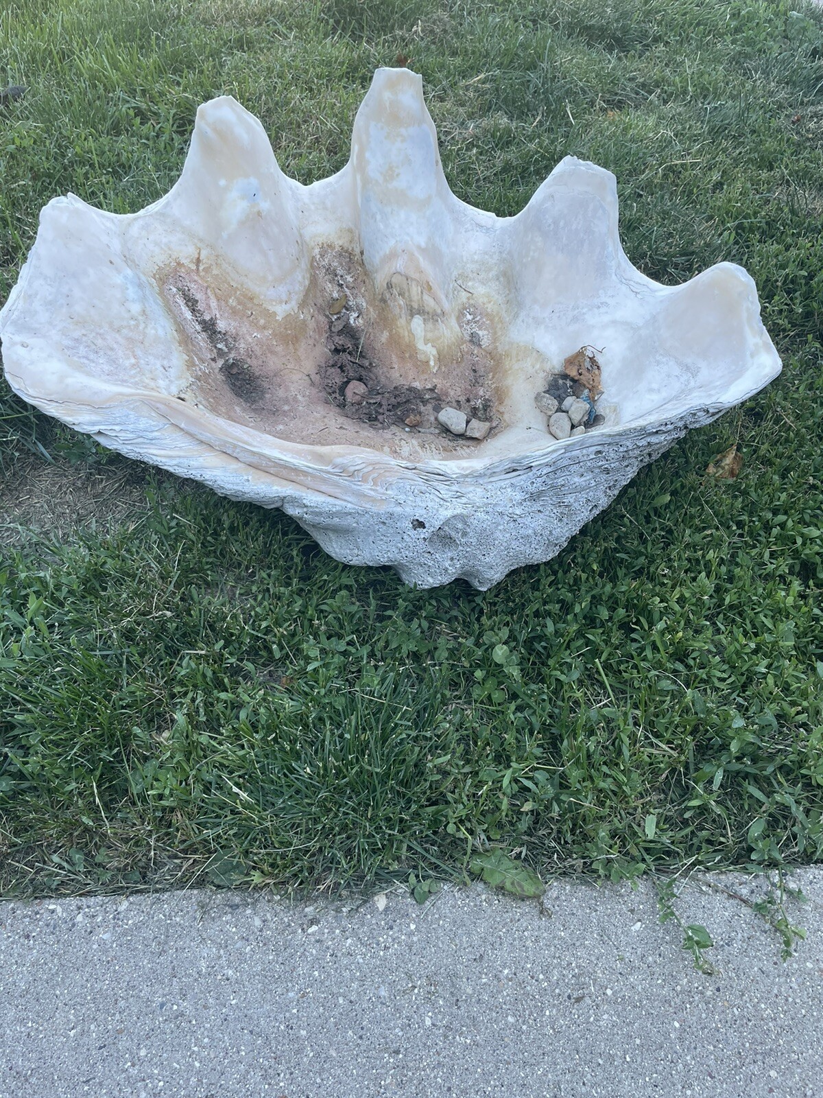 giant clam shell tridacna gigas