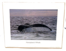 1990 Humpback Whale Print “Flukes at Dusk” Stellwagen Bank MA 14x11 Unframed