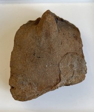 Meganteris ovata ovata, Brachiopode, Mittl. Devon, Pr&uuml;m, Eifel
