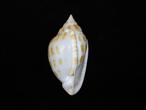 Sea shell Phalium muangmani 75.5mm ID#8318 - Picture 4 of 4