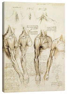 Leinwandbild Muskeln von Schulter, Arm und Hals - Leonardo da Vinci