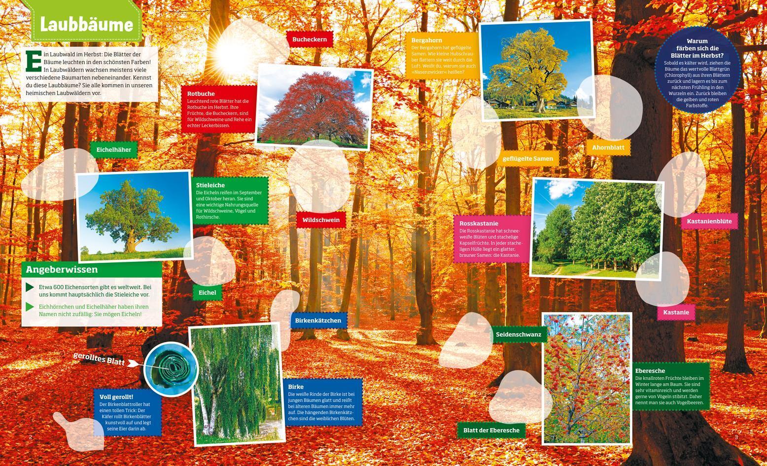 Thumbnail - Was Ist Was Stickrheft Wald Über 150 Pflanzen Und Tiere, Mehr Als 100