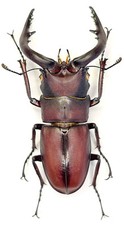 Lucanidae,Prosopocoilus inclinatus (Motschulsky, 1857), A1 male 59.5mm, Japan