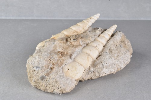 Fossil Turritella Shell on Matrix from Touraine, France 9.7 cm # 20664 - Picture 2 of 9