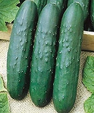 Turbo F1 Cucumber Seeds (25+ Seeds)