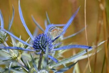 Florist Choice Blue Star Sea Holly Eryngium Planium 25 Seeds Free Shipping