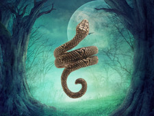 Solid Copper Snake Ring CR563. Available in sizes 7 thru 10.