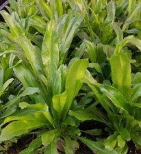 200+ Coriander Seeds Semillas de Culantro Recao Eryngium Foetidum Alcapate ancho