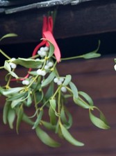   Fresh Kentucky Mistletoe  