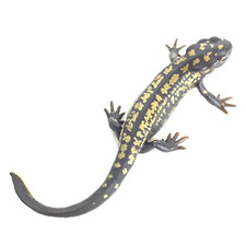 Nature Techni Colour Figure Magnet  Sword-tail Newt Ikimon Japan
