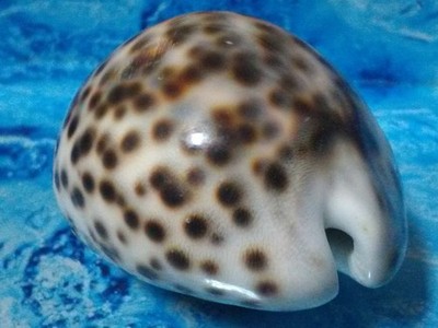 Cypraea Tigris Muschel groß 73 mm für Kuriositätenschrank Sammlung