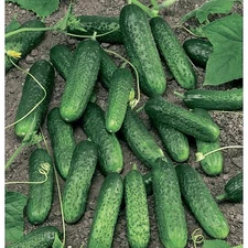 100 Seeds Сucumber MERENGUE F1 Меренга Seminis Holland Hybrid Cемена Огурец