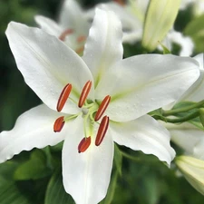 Easy to Grow Lilium Oriental Lily Casa Blanca 3 Plant Bulbs Summer Zones 4-9