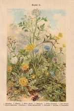 Wildflowers Dandelion Trollflower Yarrow LITHOGRAPHY From 1899 Dyer's Woad