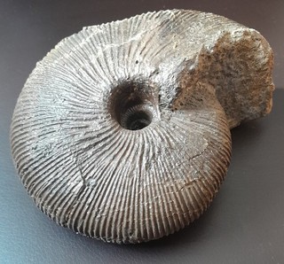 Macrocephalites jacquoti tolle Schalenerhaltung Dogger Zollernalb