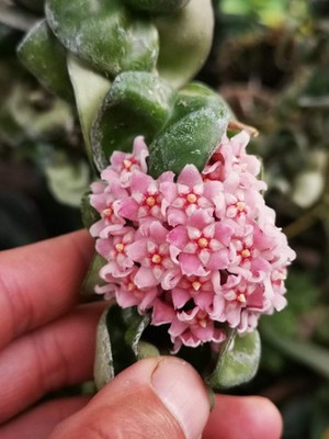 2PCS Hoya Compacta aka or Hoya Hindu Rope Plant Available  RareSucculent 6-8CM