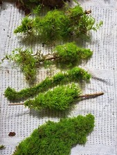 5 Fresh Living Green Moss Growing Wood Bark Stick Terrari From A Oak Woodland 
