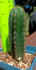 Echinopsis 'Bazooka-x-HuaximaTPM' 5" Fat Notchy Premium Hybrid Yearling Cactus — photo 4
