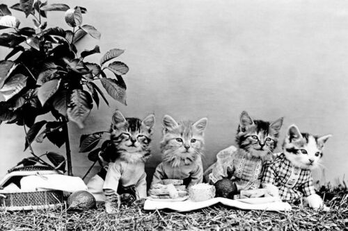 Vintage Kitty Cat Picnic PHOTO Funny 1914 Kittens Cats Kitties Playing - Afbeelding 1 van 1