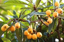   Loquat (Big jim seedling) Tropical Fruit Tree