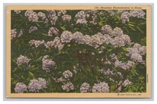 Mountain Rhododendron In Bloom Flower Plant V...
