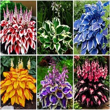 Mixrug Mixed Hosta Seeds Collection300 Seeds - Variegated Blue Foliage Shad...