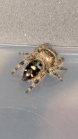 Jumping Spider 13