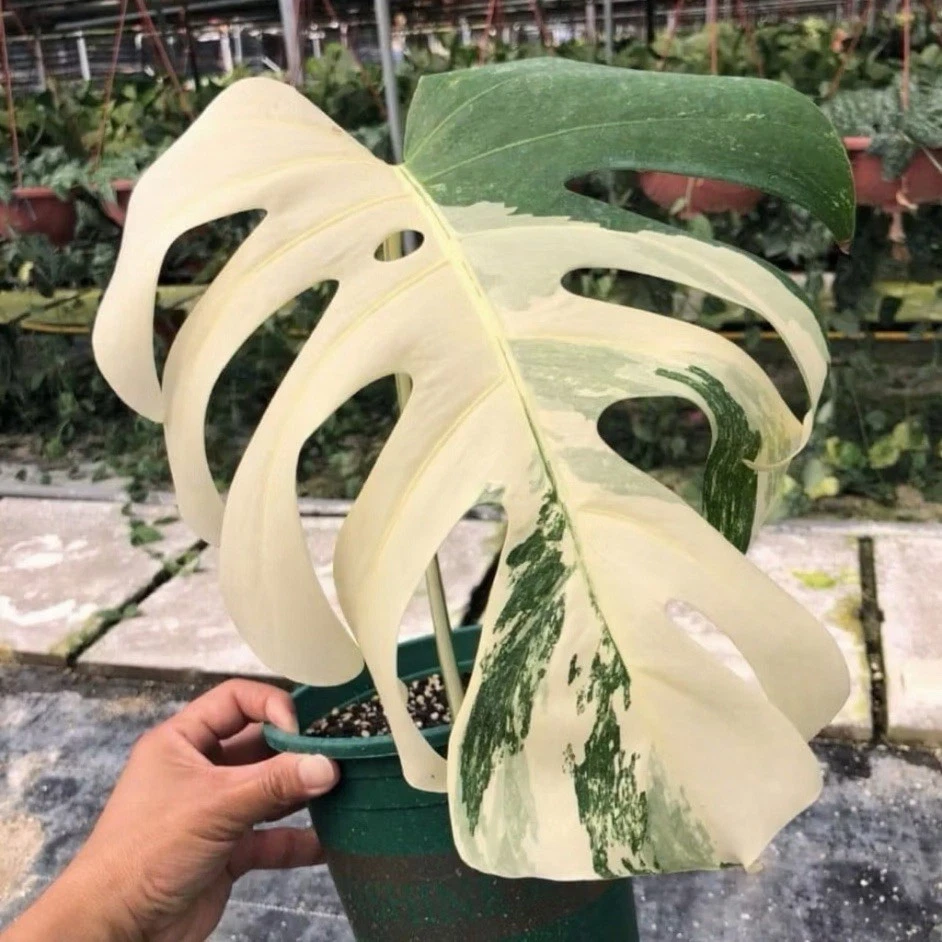 Rare Monstera Albo Borsigiana Variegated 1 live cutting
Opens in a new window or tab
