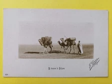 cpa AFRIQUE du NORD Northe Africa Photo J. GEISER ALGER Chameliers Desert SAHARA