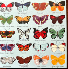 Butterflies of North America COMP 500 pc Puzzle 20 Beautiful Named Butterflies