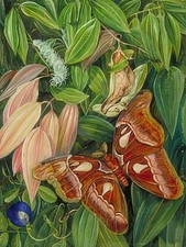 Marianne North Foliage of a Cinnamon Atlas Moth A3 Print