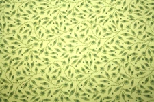 GREEN LEAVES AND VINES ON LIME GREEN - 100% COTTON FABRIC