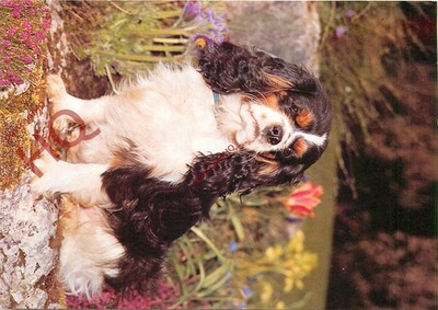 Ansichtskarte: Hund, Cavalier King Charles Spaniel [Lachs]
