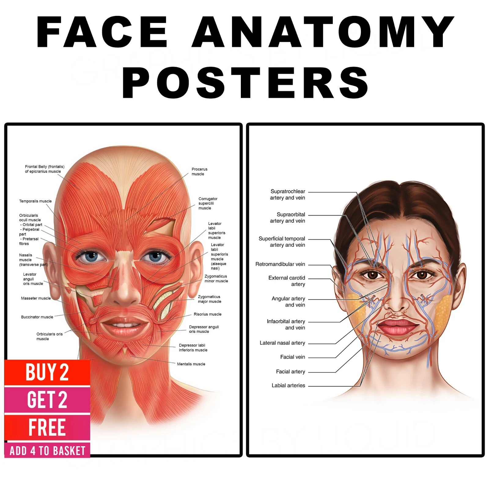 Face Anatomy Poster Muscles and Veins