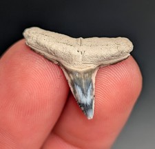 Unreal Lemon Shark Tooth With Crazy Rare Patterns BV Gem Megalodon Era