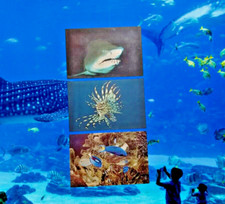 New England Aquarium Postcards Lot of 3 Sand Tiger Shark Lionfish Marine Gallery