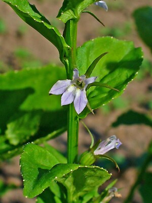 500 Lobelia Inflata (Indian Tobacco) Seeds