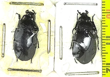 Carabidae, Carabus (Archicarabus) gotschi gotschi pair A1, S. Georgia
