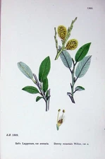 Old Print Ref.626 Botany Plants C1902 Downy Mountain Willow Salix Colour