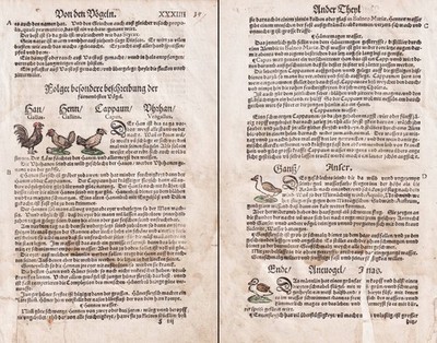 Hahn Henne Gans Ente duck chicken Zoologie zoology Kräuterbuch Lonitzer 1564