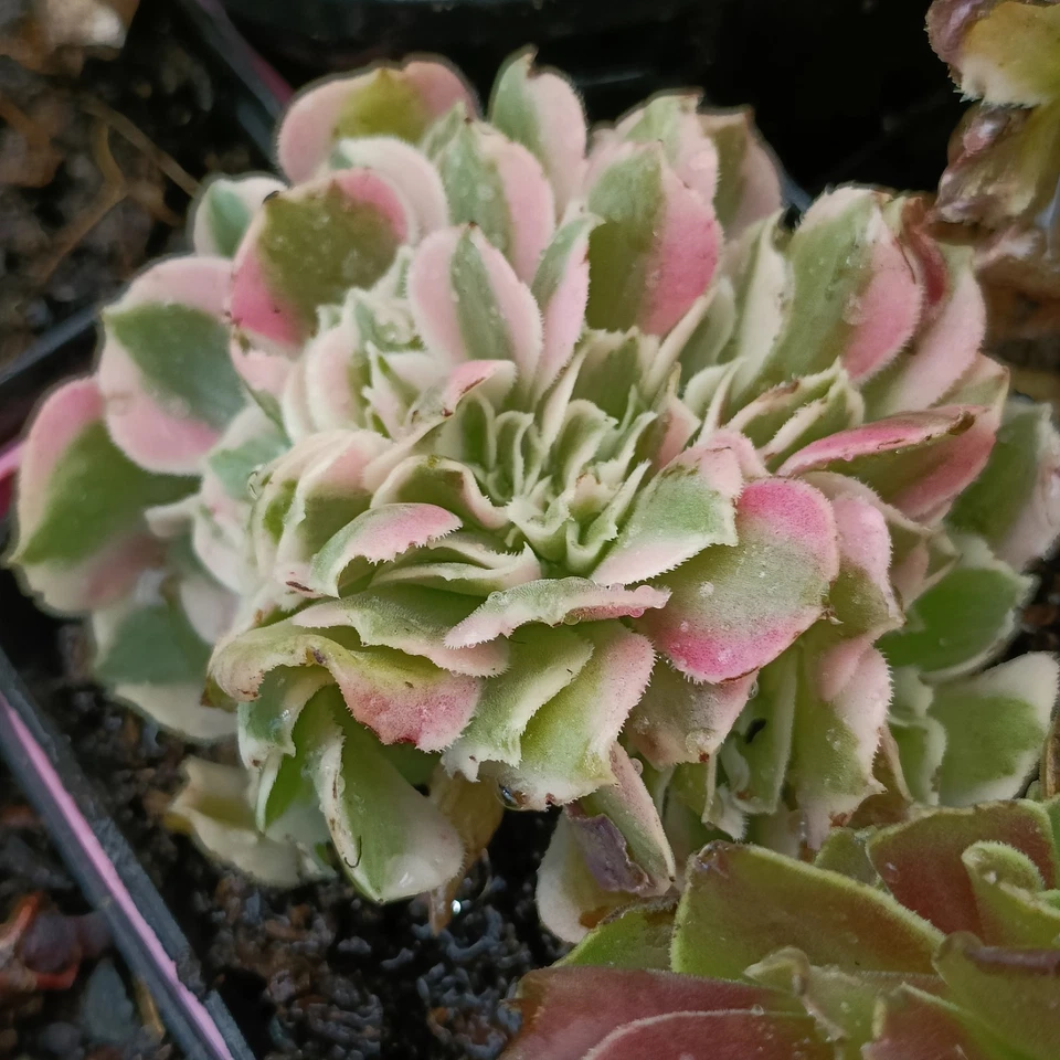 Aeonium Pink witch  cristata 🌹Cutting 8cm Succulent - Image 3 of 3