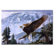 toile tableaux  oiseau rapace aigle royal     30x45cm