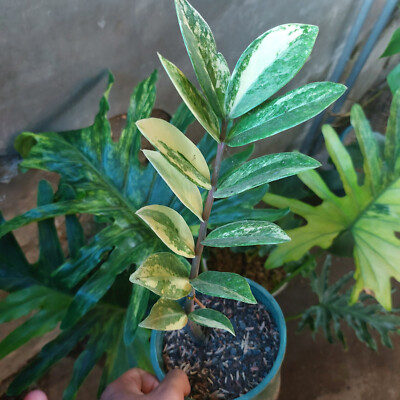 Zamioculcas Zamiifolia Variegated Ready Wholesales