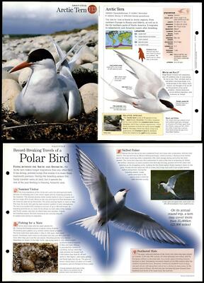 Arctic Tern #113 Birds - Discovering Wildlife Fact File Fold-Out Card