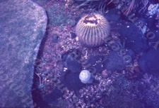 sl74 Original slide 1970's Hawaii lava rock / cactus 374a