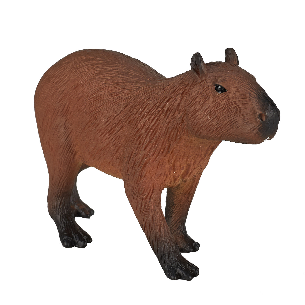 3D Capybara Models