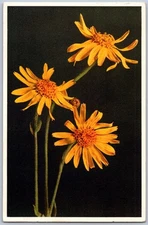 Vintage Arnica Montana Flower Postcard by Staf, Printed in Switzerland
