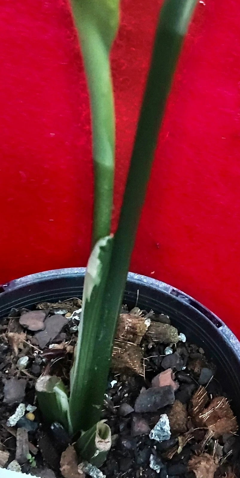 Picture 3 of 5