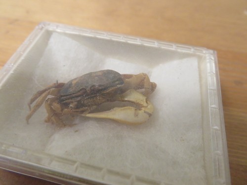 Vintage 2000s Dried Preserved Fiddler Crab With Dark Brown Shell -DAMAGED, AS IS