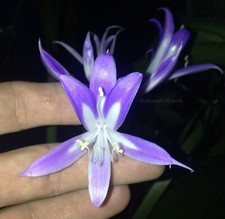Griffinia hyacinthina [3,2cm Durchmesser] *ÜBERAUS SELTEN* Amaryllis RIESIGE BLÜTEN Knolle